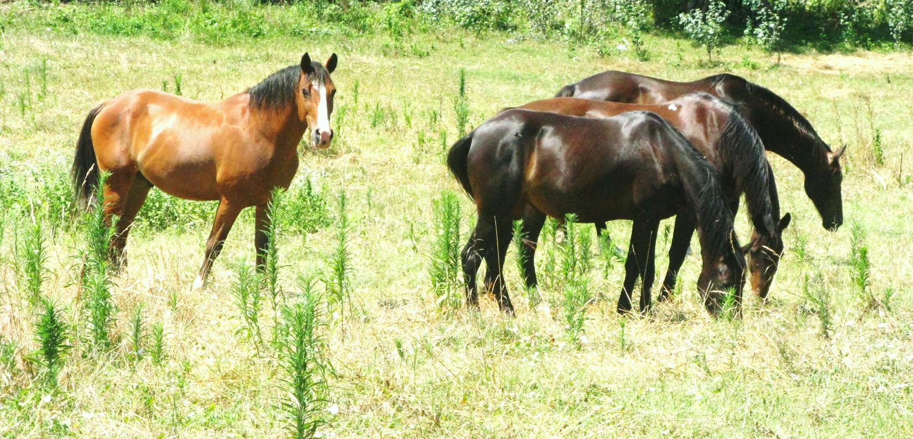 two horses are standing in a field of tall grass - File:EIA infected horses.JPG