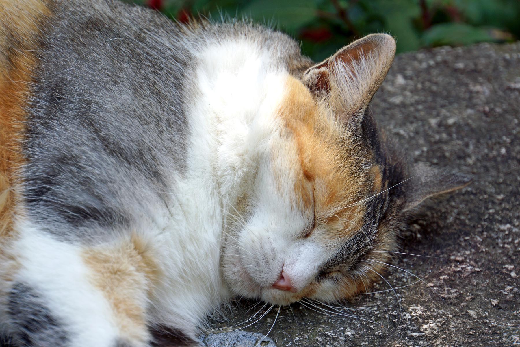 File:Italy-02045 - Sleep Tight (22805224365).jpg - a cat sleeping on a rock